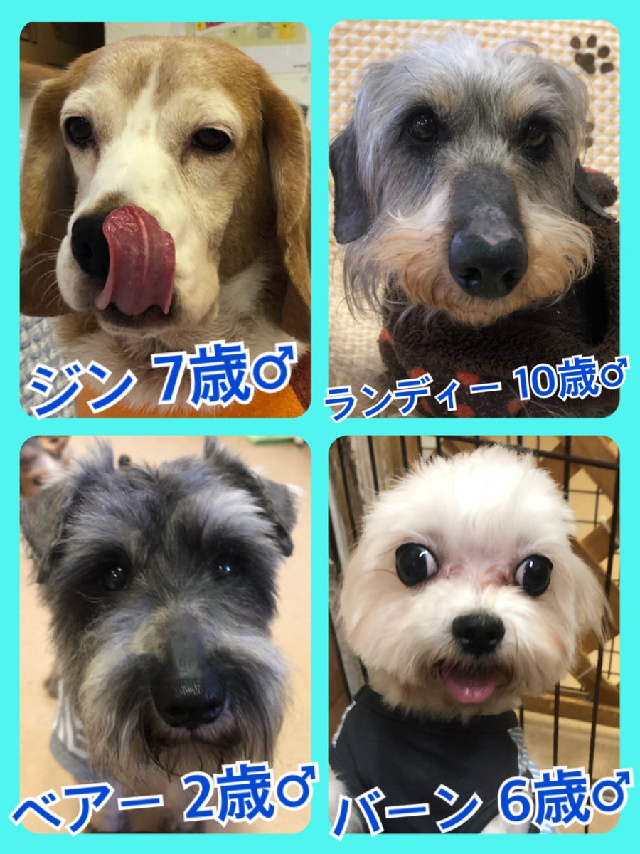 🐾今日の里親様募集中ワンコ🐶メンバーです🐾2020,5,13